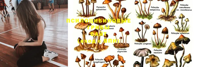 Галлюциногенные грибы Cubensis  Реутов 